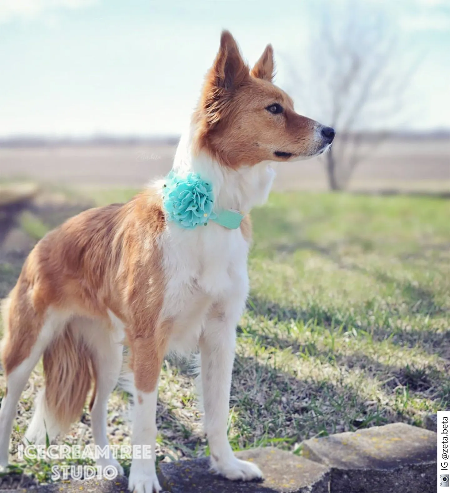 Jumbo Light Blue Gold Dot Bloom Collar Slide On - Large Flower Collar Accessory